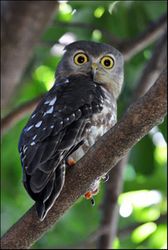 barking_owl_-_darwin_botanical_gardens_by_alwyn_simple.jpg